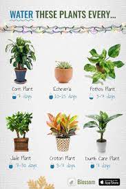 Winter Plant Care Isn T Tricky With Blossom Learn How To Care For And Water Your Plants In 2021 Household Plants Plants Plant Care