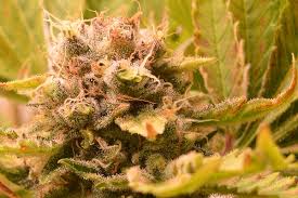Wenn du dein cannabis früher ernten musst… unterschiede zwischen hanf und marihuana. Die Cannabis Ernte Trocknung Und Verarbeitung Hanfseite 1