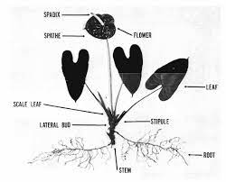 Anthurium Flower Characteristics Best Flower Wallpaper