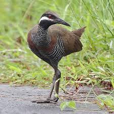 Image result for Burttia prunoides