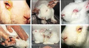 · 92% of experimental drugs that are . Petition Stop M A C Cosmetics Animal Testing