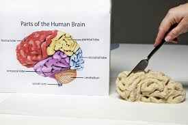 Making A Model Of The Brain Is An Activity That Can Teach Children About The Workings Of The Brain Or Yield A Brain Models Human Body Projects School Projects