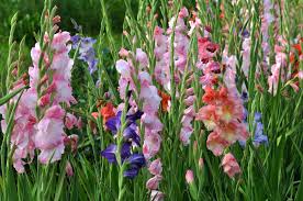 Maybe you would like to learn more about one of these? August Birth Flowers Gladiolus And Poppy Blog Philadelphia Flower Market