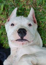 it s all about dogs beautiful dogs dogs dog argentino