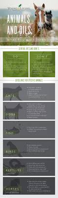 Essential oil dilution for animals. Animals And Essential Oils What You Need To Know
