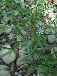 Image result for Justicia salvioides