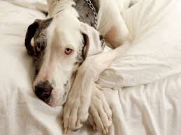 Dogs treated with doxil have been found to produce remissions in 40% cases. Skin Cancer Epidermotropic Lymphoma In Dogs Petmd