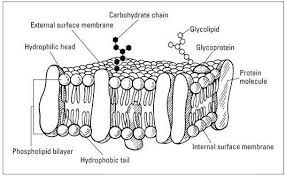 Fluid Mosaic Model Diagram The Fluid Mosaic Model Of The Cell Plasma Membrane For Dummies Cell Membrane Coloring Worksheet Plasma Membrane Cell Membrane