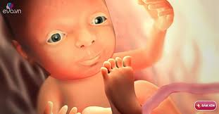 Thai nhi 28 tuần tuổi: Thức