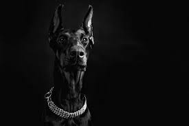 Ever wonder how fast a doberman pinscher can run? How Much Exercise Does A Doberman Puppy Need Neeness