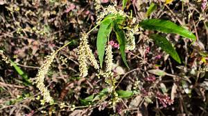 Image result for Persicaria lapathifolia