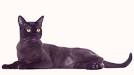 The 10 Largest Cat Breeds - Bigger Than Your Average Cat