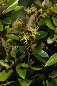 Image result for Trichocladus ellipticus