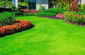 Like other zoysia varieties, it is drought and heat tolerant and is good at resisting disease pressure. Zeon And Other Hybrid Zoysia Grasses Fayetteville Ga