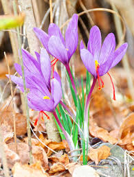 Vor uns breitete sich ein teppich blühender weisser und violetter krokusse aus. Krokus Pflanzen Pflege Und Tipps Mein Schoner Garten