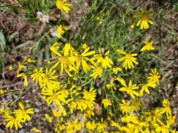 Image result for Senecio letouzeyanus
