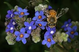 Image result for Anchusa capensis
