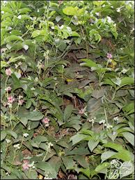 Image result for Telfairia