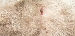 Bugs On Pets Remove Ticks And Fleas From Dogs And Cats Raid