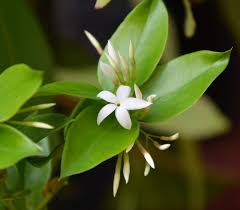 Image result for Carissa bispinosa