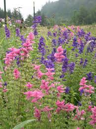 Clary Sage Blue Monday And Pink Sunday Salvia Viridis 12 18 Tall Annual Flower Garden Plants Salvia Plant Nursery