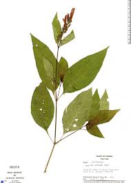 Image result for Justicia fittonioides