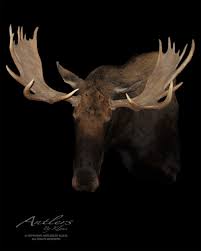 Shiras Moose - Antlers by Klaus