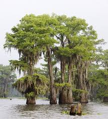 Atchafalaya Basin Louisiana Swamp Louisiana Bayou New Orleans