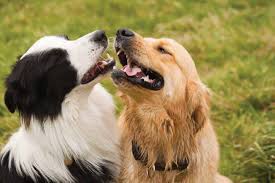 Golden Retriever Border Collie Mix Combines Best Of Both Breeds