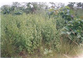 Image result for Pseudoeriosema borianii