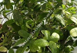 Image result for Rhoicissus digitata