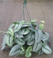 Maybe you would like to learn more about one of these? 10 Silver Satin Pothos Silver Plant Silver Satin Pothos Plants