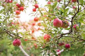 Opened the apple tree flowers flower wallpapers flowers. 19 Best Apple Tree Varieties With A Guide To Flowering Groups Gardener S Path