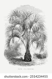 Image result for Pandanus candelabrum