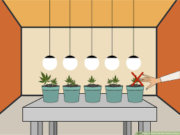 We did not find results for: How To Plant Cannabis Seeds Indoors 15 Steps With Pictures