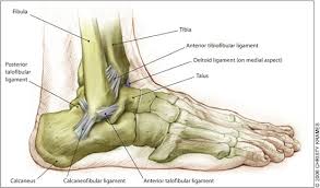 Acute Ankle Sprain An Update American Family Physician