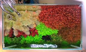 Image result for Eriocaulon bongense