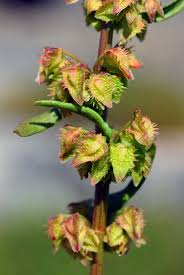 Image result for Rumex pulcher