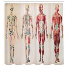 Human Anatomy Vintage Chart Of Body Front Back Skeleton And Muscle System Bone Mass Graphic Single Shower Curtain