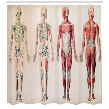 human anatomy vintage chart of body front back skeleton and muscle system bone mass graphic single shower curtain