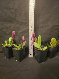 Image result for Triplophyllum buchholzii