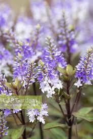 Image result for shrubby veronica hebe