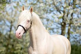 2014 van goedgekeurde hengst don cremello du bois cheval poney cheval animaux