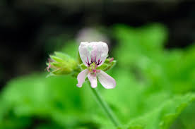 Image result for Pelargonium graveolens