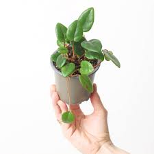 Image result for Begonia elaeagnifolia