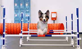 Bruce provides a full range of dog and puppy training services. Zoom Room Dog Training Opens 1st Arizona Location Az Big Media