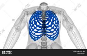 The rib cage, shaped in a mild cone shape and more flexible than most bone sets, is made up of varying elements such as the thoracic vertebra, 12 equally paired ribs, costal cartilage, and held together anteriorly by the sternum. Human Skeleton Anatomy Image Photo Free Trial Bigstock