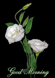 Pin By Heena On Good Day Good Morning Images White Roses Beautiful Gardens