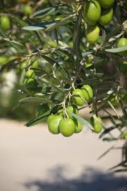 L Olivier Symbole De Paix Corse Olivier Olive Huile Garden Symbole De La Paix Fleurs Olives
