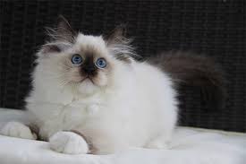 Although we remain closed to the general public, we are piloting a no contact adoption process so that you can still bring home a new best friend. Ragdoll And Siamese Kittens For Sale San Antonio Tx